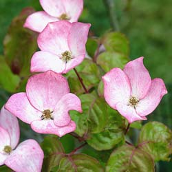 Corniso japons com flores rosas